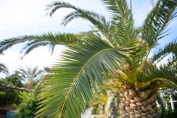 Obraz na płótnie Canvas Green leaf of tropical palm tree outside