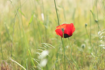 red poppy in field