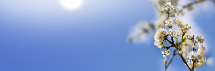 Panorama of beautiful cherry blossom in the right corner in the spring in front of blue sky with sunshine
