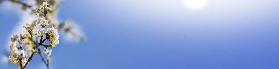Cherry blossom in the left corner in the spring in front of blue sky with soft sunlight