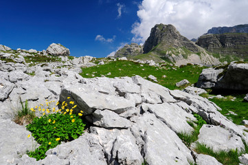 Herzblättrige Gämswurz (Doronicum columnae) im Nationalpark Durmitor, Montenegro