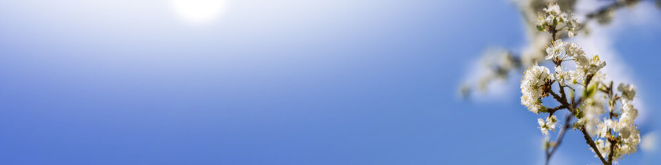 Cherry blossom in the right corner in the spring in front of blue sky with soft sunlight