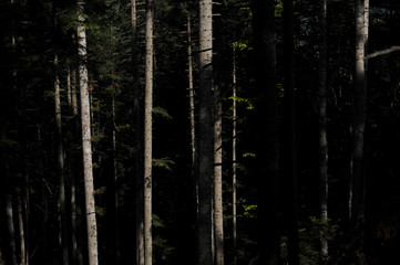 Fototapeta premium Wald