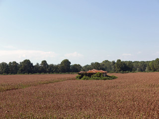 Fototapeta na wymiar suggestiva immagine rurale con campo coltivato