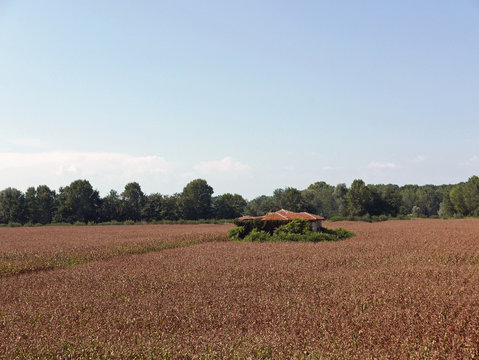 suggestiva immagine rurale con campo coltivato