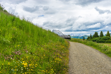 Alpe di Siusi, Seiser Alm with Sassolungo Langkofel Dolomite, a trekking walking winding path in a lush green field