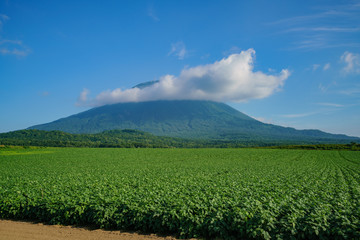 The beautiful Mount Yotei with vegtable farm