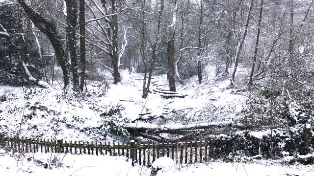 Snowy gully in the woods in front of a snowed in wooden picket fence