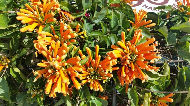 Blume, B&uuml;te, exotisch, tropisch, bl&uuml;tendolde, orange