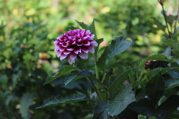 flower in the garden