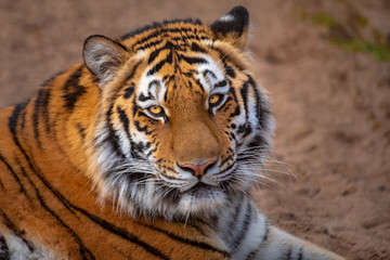 siberian tiger