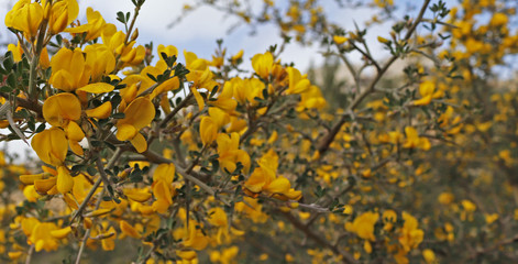 Yellow Flowers - Spring Season