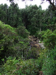 Fototapeta na wymiar Tropischer Wald