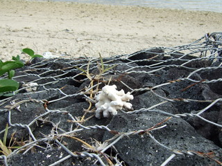Koralle am Strand