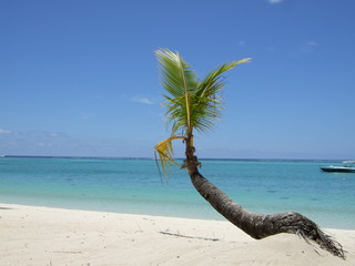 Strand mit Palme