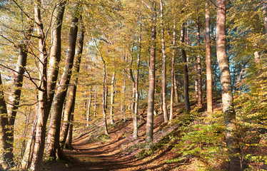 Wald im Herbst