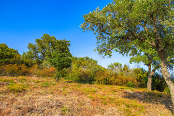 View on the trees in the countryside of South France