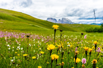 Fototapeta premium Alpe di Siusi, Seiser Alm with Sassolungo Langkofel Dolomite, a yellow flower in a field