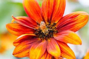 Sunflower with Honey Bee
