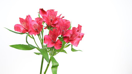 アルストロメリア