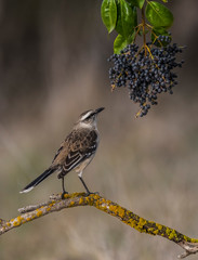 Obraz premium Bay winged Cowbird