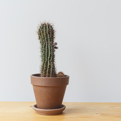 Cactus in a clay pot on a wooden shelf against the background of a white wall.