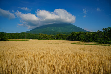 The beautiful Mount Yotei with wheat farm