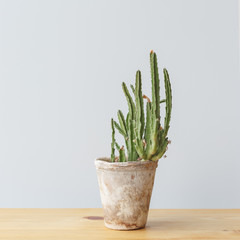 Cactus in a clay pot on a wooden shelf against the background of a white wall.