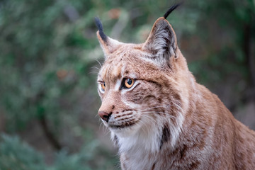 eurasian lynx