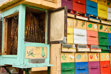 Carnolian bees honeycombs in open beehive with colorful painted apiary boxes at Kralov Med in Selo...