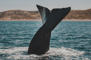 Naklejka premium Whale tail in Peninsula Valdes,, Patagonia, Argentina