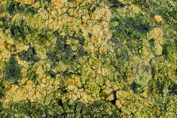 algae and duckweed detail on lake, top view.