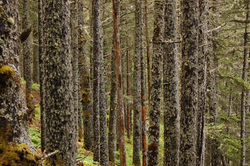 Through the Trees