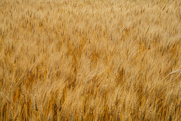 Wheat farm swinging with the wind