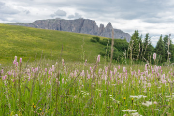 Alpe di Siusi, Seiser Alm with Sassolungo Langkofel Dolomite, a close up of a lush green field