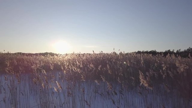 Ascending shot over reed straws revealing frozen lake