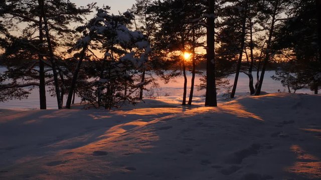 Winter sunset seen through some snowy trees.