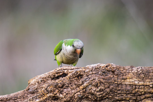 Parakeet,feeding on wild fruits, La Pampa, Patagonia, Argentina