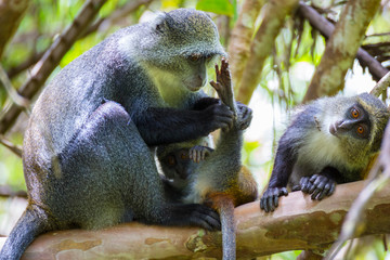 Blue Monkeys in forest.  Mother with two baby