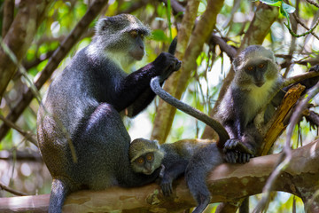 Blue Monkeys in forest.  Mother with two baby