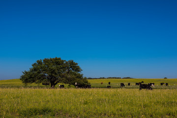 Pampas Plain Landscape and cows,Patagonia