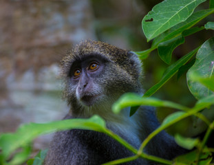 Blue Monkey close-up in forest. Zanzibar