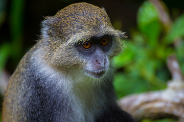Blue Monkey close-up in forest. Zanzibar