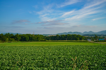 The beautiful Mount Yotei with vegtable farm