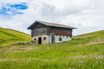Italy, Alpe di Siusi, Seiser Alm with Sassolungo Langkofel Dolomite, an old barn in a field