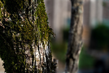 Bark of a Dogwood tree on a sunny spring day