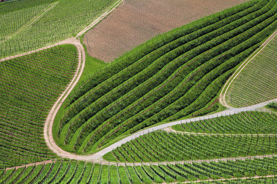 PARCELLES DE VIGNES_allemagne_for&ecirc;t noire