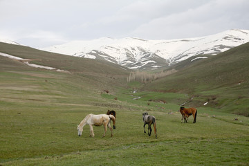 Naklejka premium herd of horse grazing in mountains