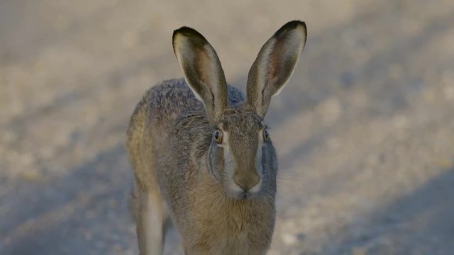 Wild hare running and eating on the road slow motion with big eyes