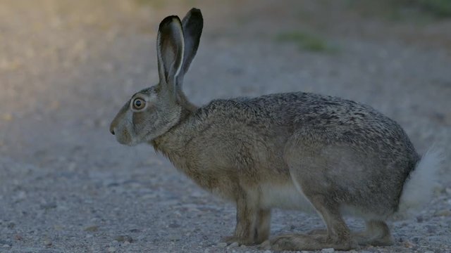 Wild hare running and eating on the road slow motion with big eyes